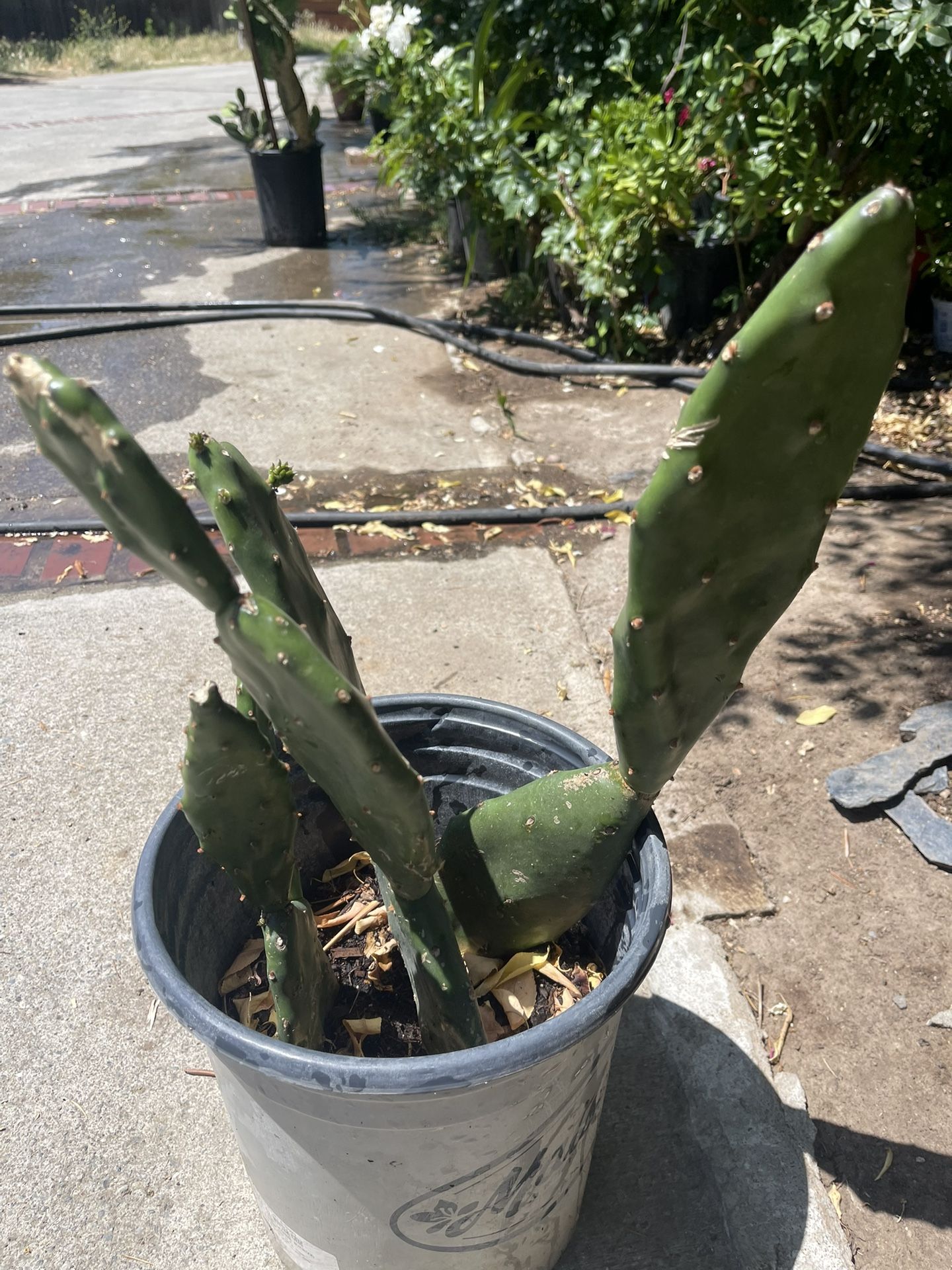 Cuctus Plant