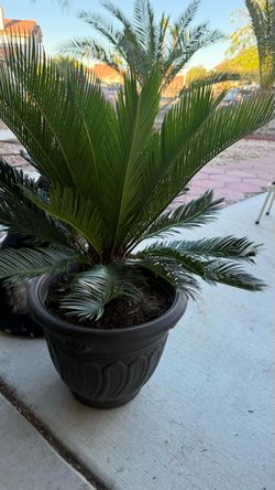 Sago Palm in Decorative Pot