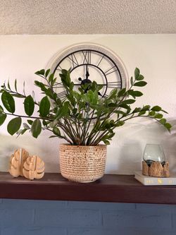 Zz plant