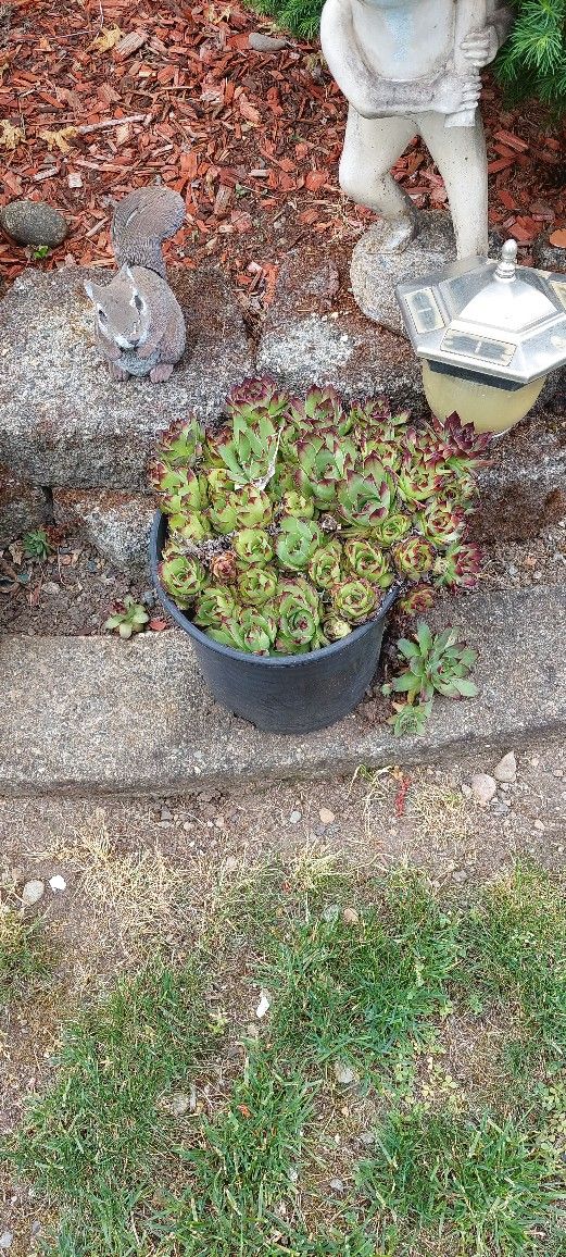Succulent Plants