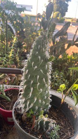 Cactus de abuelita
