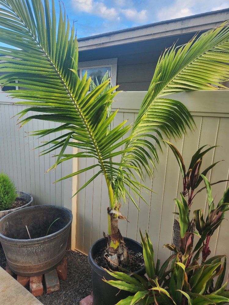 Dwarf Samoan Coconut Tree