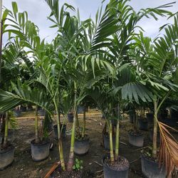 Christmas  palms staring  $15 4+ feet and up 