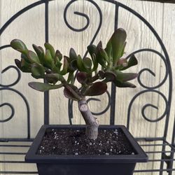Bonsai Oger Ear Tree