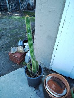 Cactus