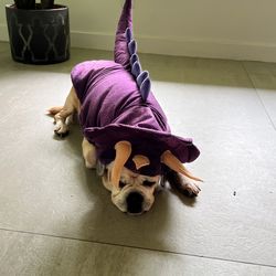 Doggie Halloween Costumes 