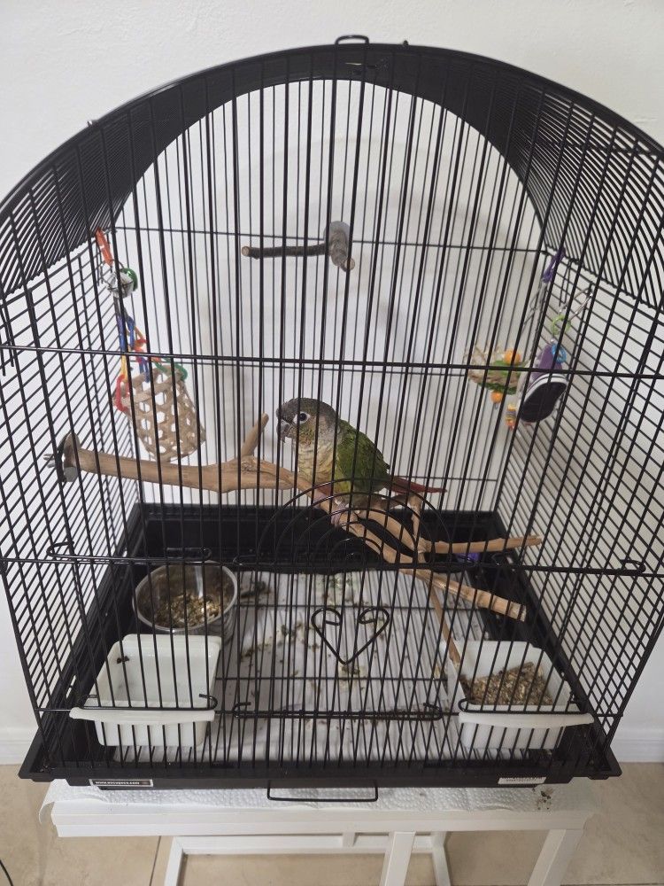 Bird Cage