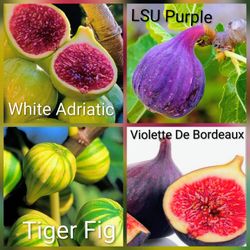 🌿 Violette de Bordeaux Fig Trees – More Varieties  Coming Soon! 🌿