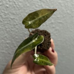 Alocasia Bambino Aurea TC #1