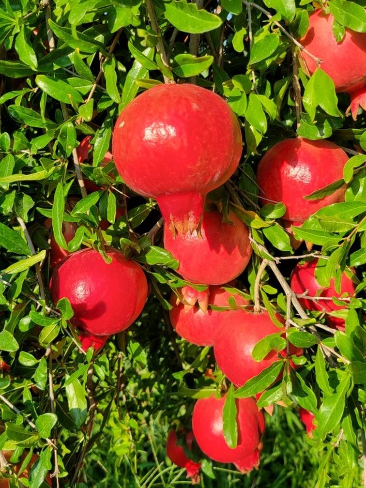 Pomegranate  Tree