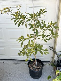 Sapote/Chico Tree