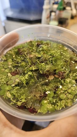 Free Mixed Aquarium Floaters!