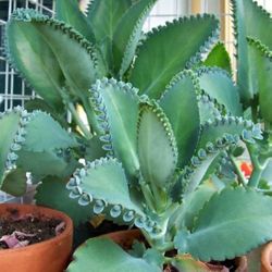 Mother Of Thousands Starts