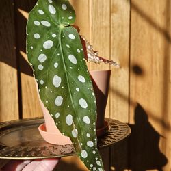 Angel wing Begonia (orange pot-C)