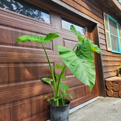 Large Gorgeous Elephant Ear 