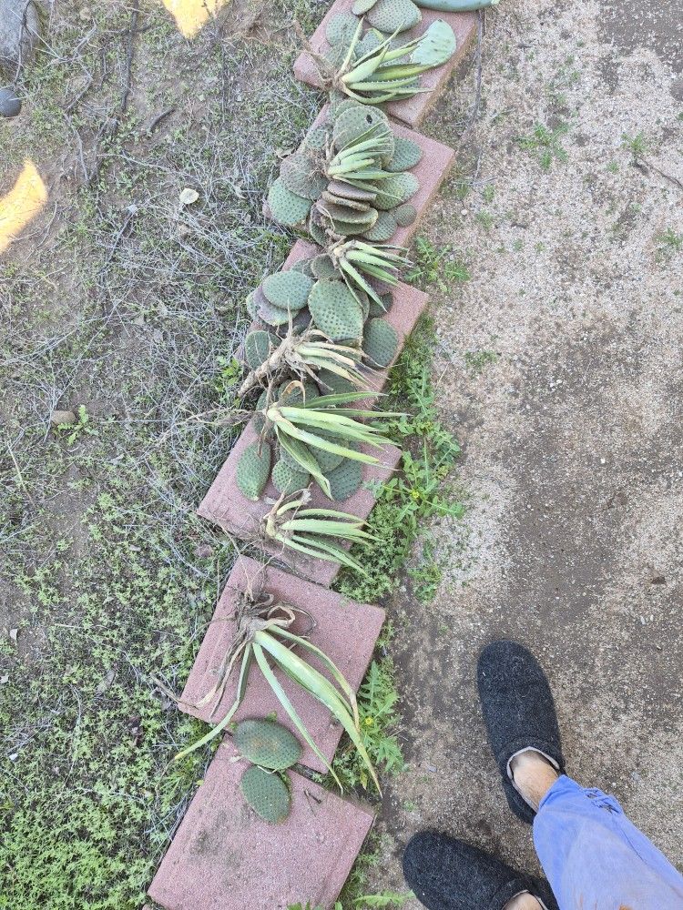 Agave Pups And Bunny Ear Cactus Pads