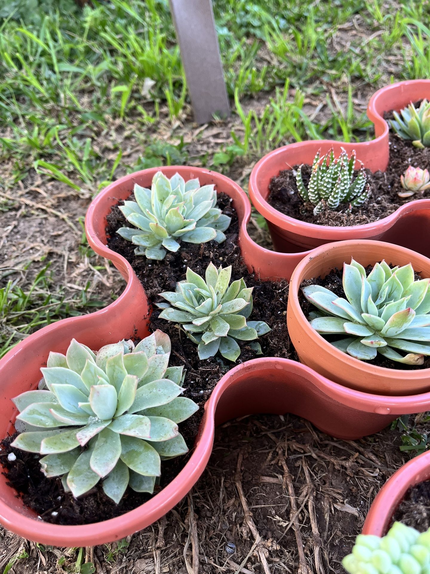 Succulents