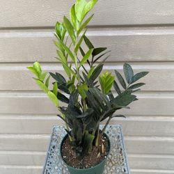 6” raven zz plant