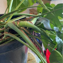 Monstera Indoor Plant 
