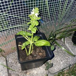 Basil Plant