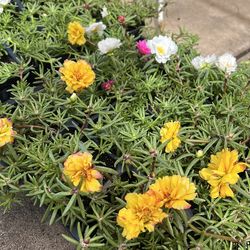 Portulaca