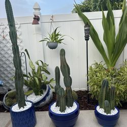 Cactus In Ceramic Pots For Sale