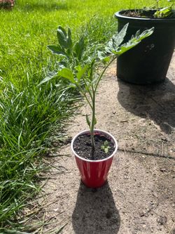 Roma tomate