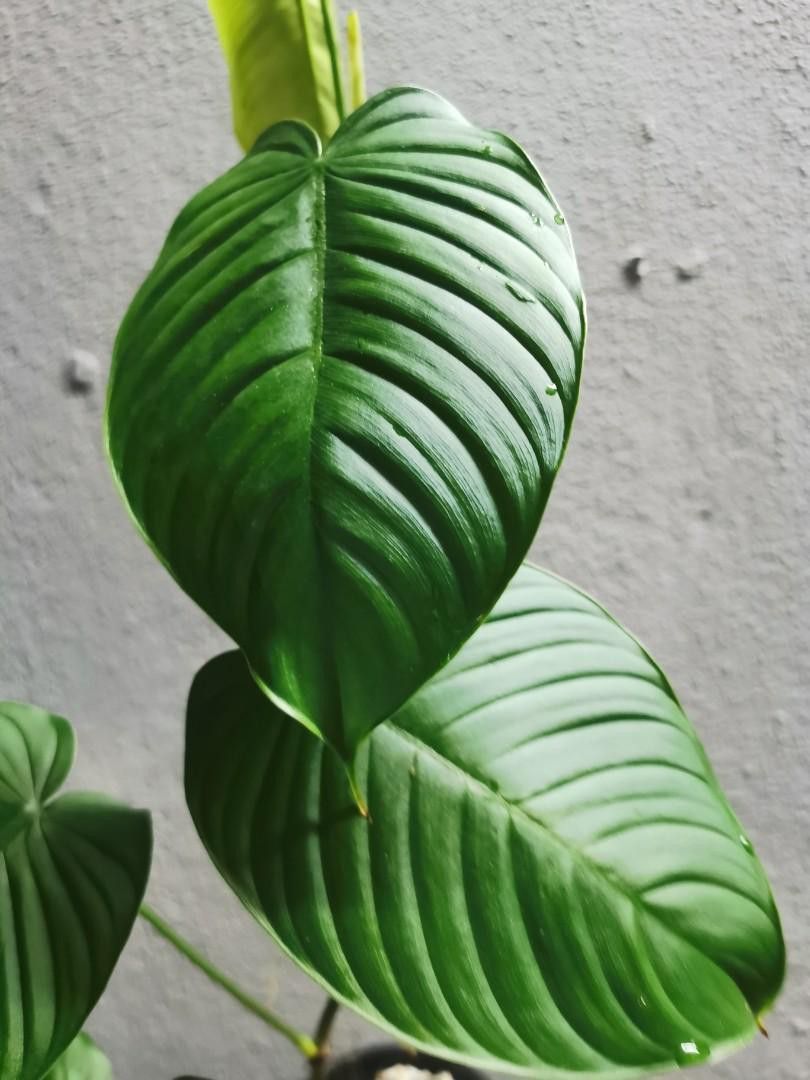 RARE/ Uncommon Philodendron Tenue Plant/ House Plant/ Indoor Plant