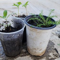 Native Plants