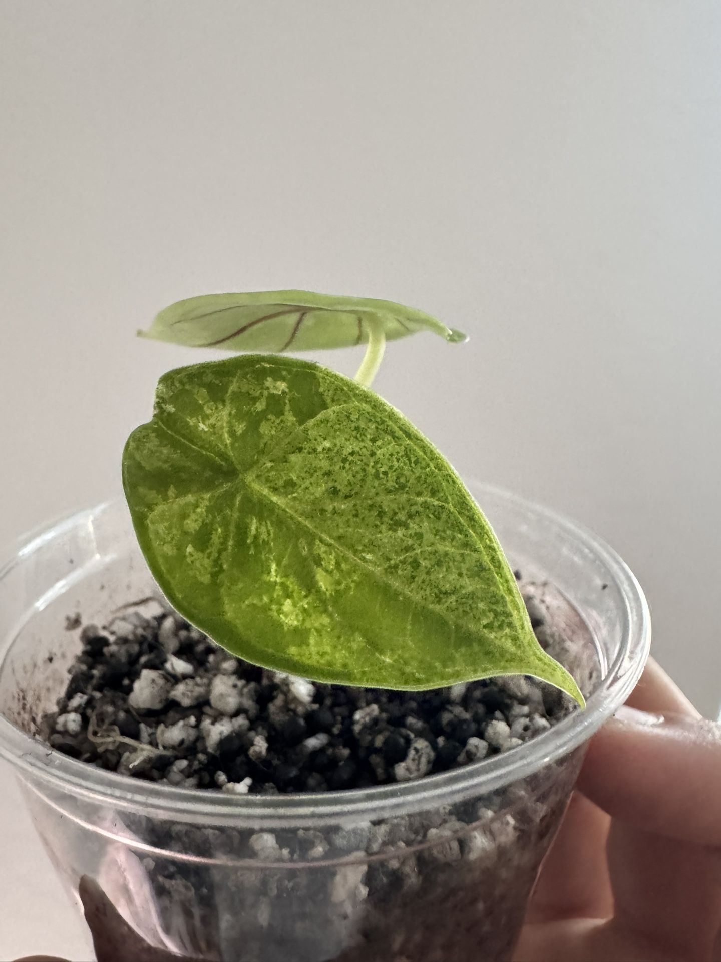 Alocasia Dragon Scale Mint