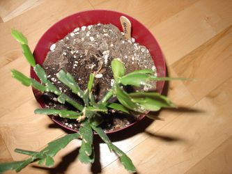 Thanksgiving Cactus with pot