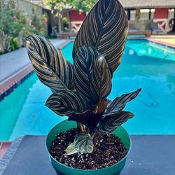 Calathea ornata 6” pot a