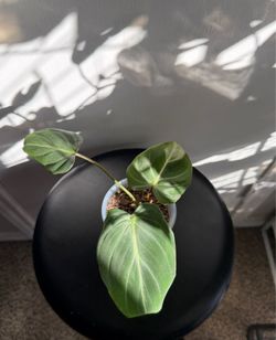 Philodendron Gloriosum