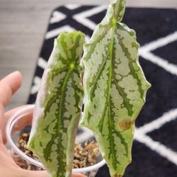 Begonia Rehab 