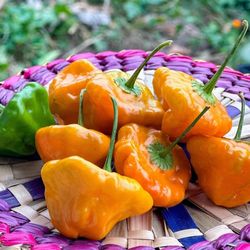 Scott Bonnet  Plant In 3gal  