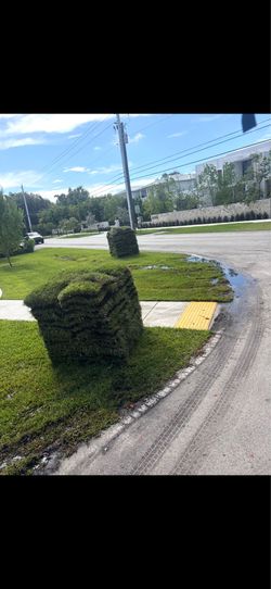 Floratam sod