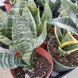  snake plant $20 For All 