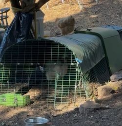 Chicken Coop Eglu Omelette
