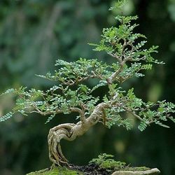 LIVE PLANT 2ft Operculicarya decaryi Elephant Tree - THICK TRUNK for bonsai
