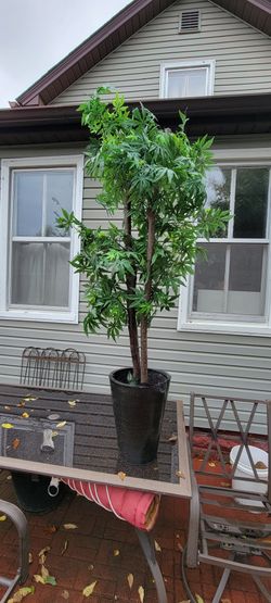 Metal Potted Ficus Tree 6ft