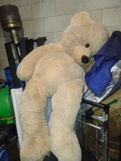 Giant bear for sale