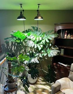 Monstera Deliciosa split leaf Plant/ House Plant / Indoor Plant Flower Patio Garden Starter