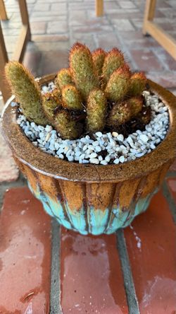 Red headed- Irishman cactus