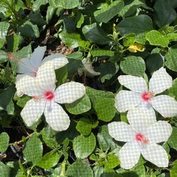 Obeliscos Blancos 