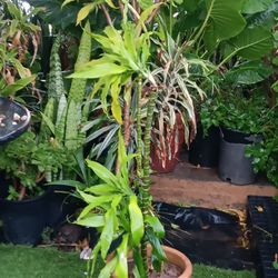 Dracaena House Plant