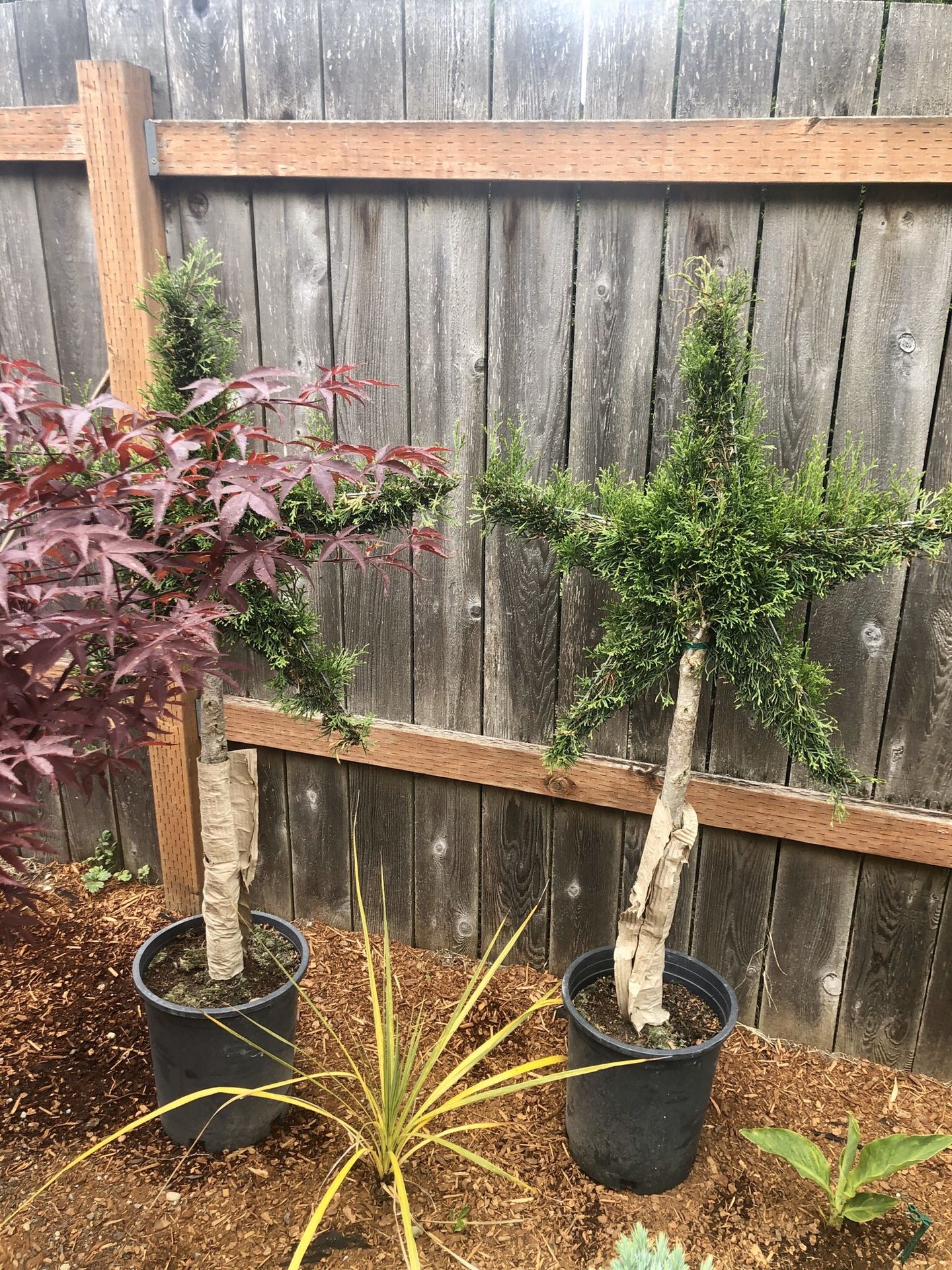 2 Star Emerald Arborvitae Topiary Tree/Plant