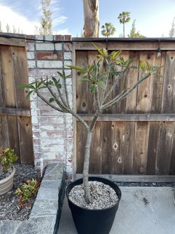 5 Foot Tall Plumeria