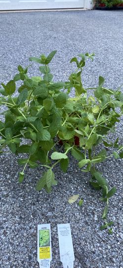 Apple mint plants