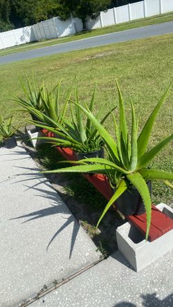 Aloe Vera Plants