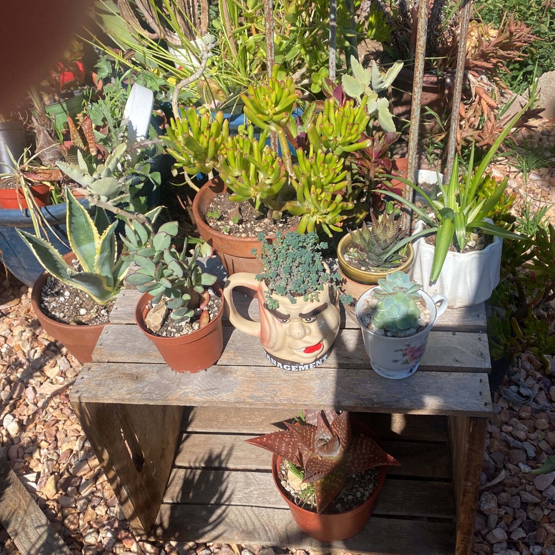 Succulents